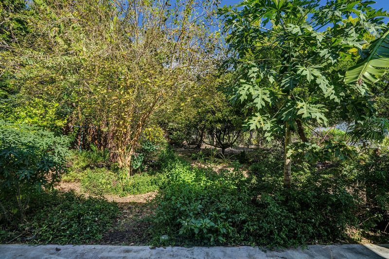 Backyard with fruit trees and native plantings