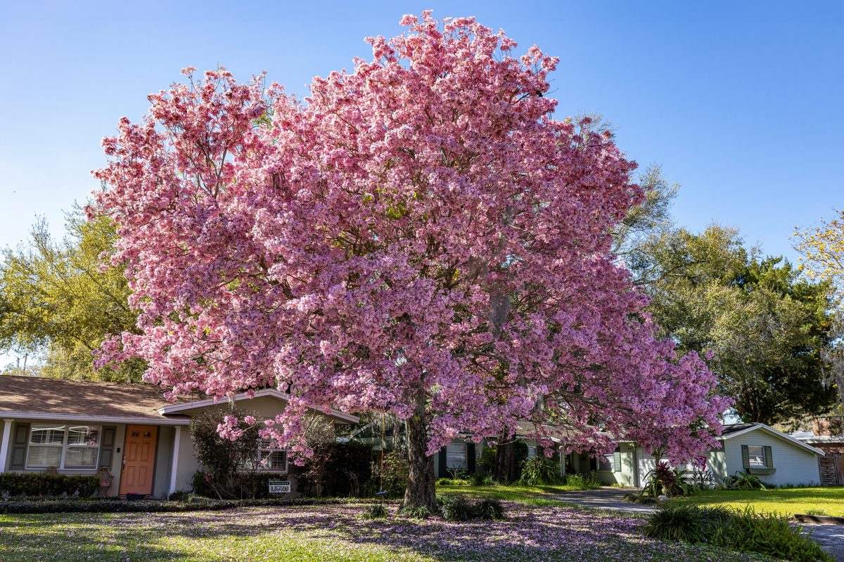 Pink tabebuia tree in full bloom in front of a single-story home