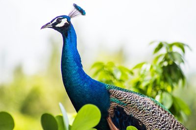 Pinecrest neighborhood