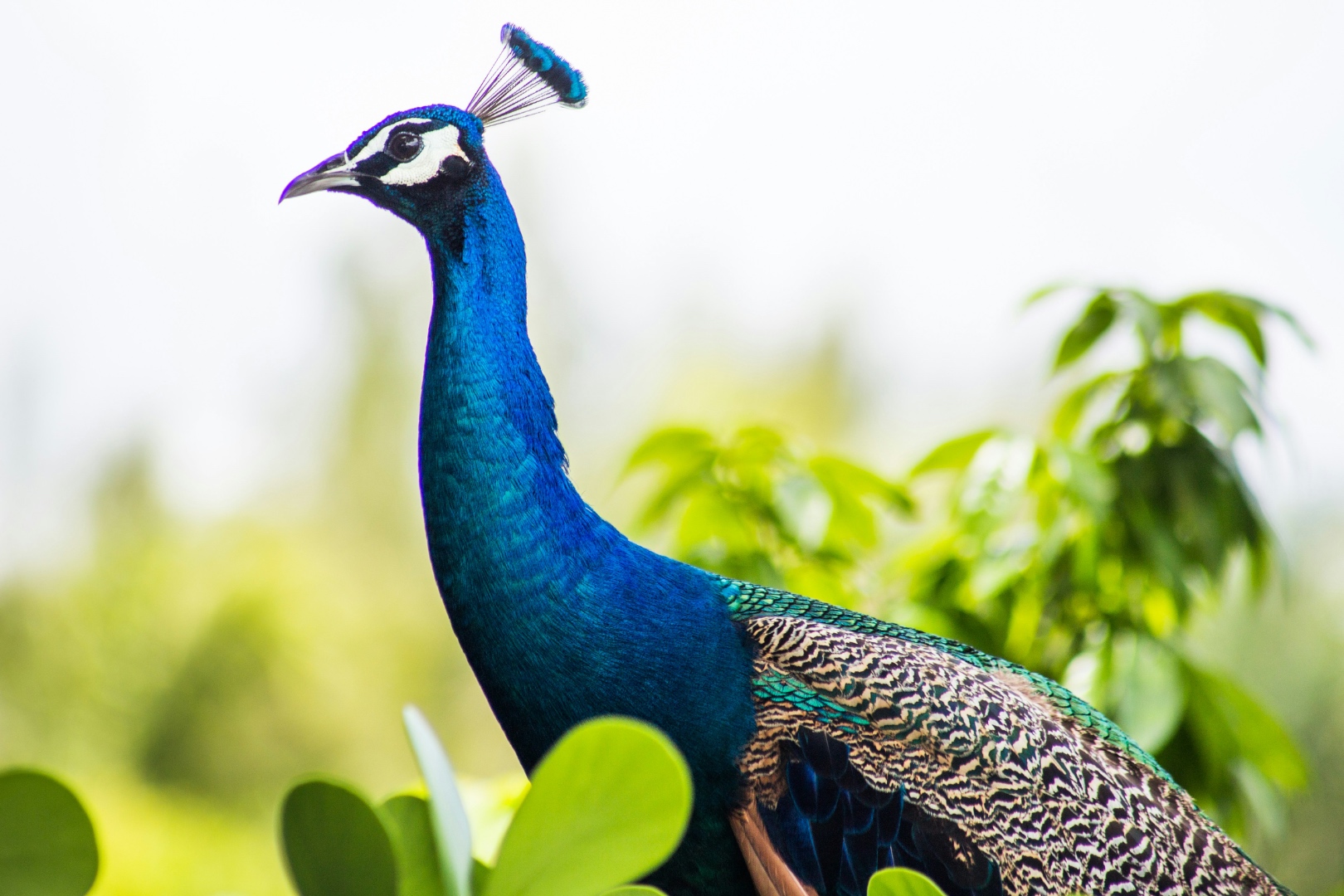 Pinecrest luxury home